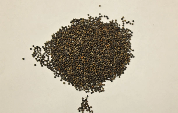 Dark platinum Rhenium catalyst spheres on a table in a refining shop.